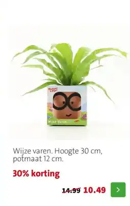 Intratuin Wijze varen. Hoogte 30 cm, potmaat 12 cm. aanbieding