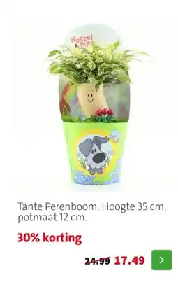 Intratuin Tante Perenboom. Hoogte 35 cm, potmaat 12 cm. aanbieding