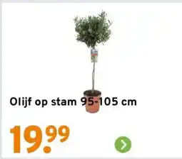 GAMMA Olijf op stam 95-105 cm aanbieding