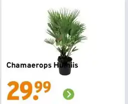 GAMMA Chamaerops Humiis aanbieding