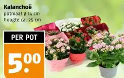 Poiesz Kalanchoë aanbieding