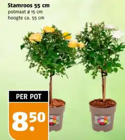 Poiesz Stamroos 55 cm aanbieding