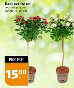 Poiesz Stamroos 110 cm aanbieding