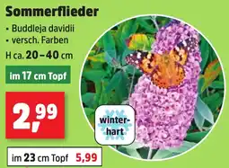 Thomas Philipps Sommerflieder aanbieding