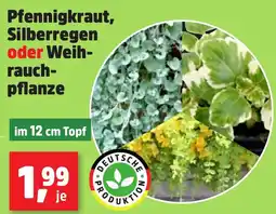 Thomas Philipps Pfennigkraut, Silberregen oder Weihrauch- pflanze aanbieding