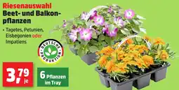 Thomas Philipps Beet- und Balkon- pflanzen aanbieding