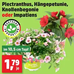 Thomas Philipps Plectranthus, Hängepetunie, Knollenbegonie oder Impatiens aanbieding
