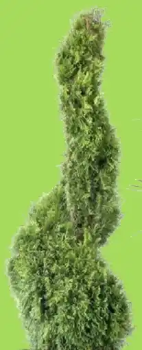 Thomas Philipps Italienische Form-Zypresse aanbieding