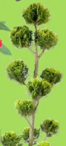 Thomas Philipps Italienische Form-Zypresse aanbieding