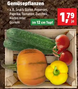 Thomas Philipps Gemüsepflanzen aanbieding
