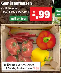 Thomas Philipps Gemüsepflanzen aanbieding