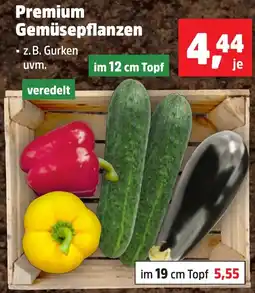 Thomas Philipps Premium Gemüsepflanzen aanbieding