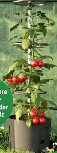 Thomas Philipps Pflanztopf mit Rankhilfe aanbieding