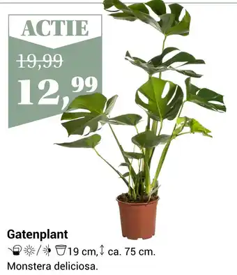 Groencentrum Hoogeveen Gatenplant aanbieding