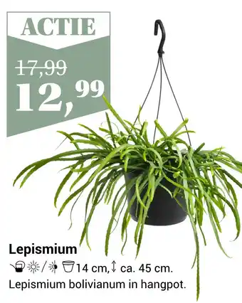 Groencentrum Hoogeveen Lepismium aanbieding