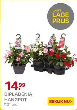 Praxis Dipladenia hangpot aanbieding
