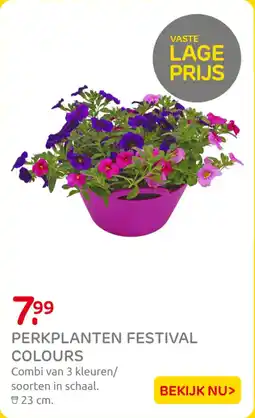 Praxis Perkplanten festival colours aanbieding