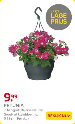 Praxis Petunia aanbieding