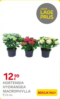 Praxis Hortensia hydrangea macrophylla aanbieding