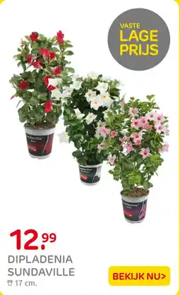 Praxis Dipladenia sundaville aanbieding