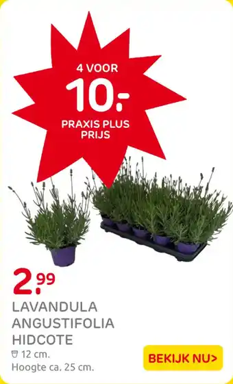 Praxis Lavandula angustifolia hidcote aanbieding