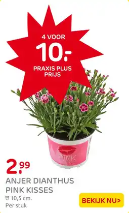 Praxis Anjer dianthus pink kisses aanbieding