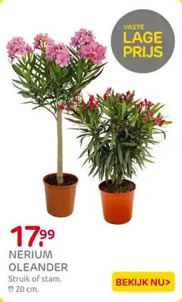 Praxis Nerium Oleander aanbieding