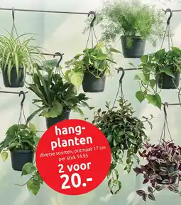 Deka Tuin Hangplanten aanbieding