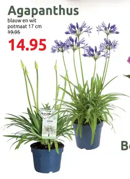 Deka Tuin Agapanthus aanbieding