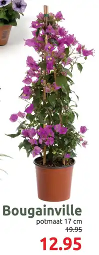 Deka Tuin Bougainville aanbieding