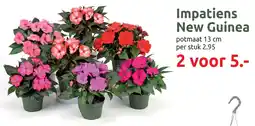 Deka Tuin Impatiens New Guinea aanbieding