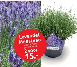 Deka Tuin Lavendel Munstead aanbieding