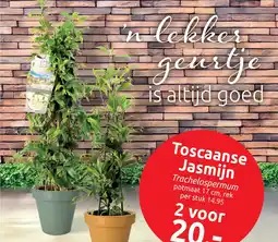 Deka Tuin Trachelospermum Jasminoides aanbieding