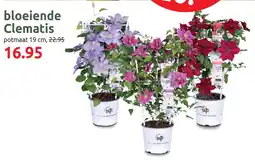 Deka Tuin Bloeiende Clematis aanbieding