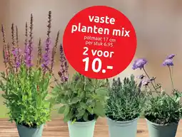 Deka Tuin Vaste Planten Mix aanbieding