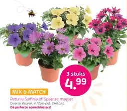 Coppelmans Petunia Surfinia of Spaanse Margriet aanbieding