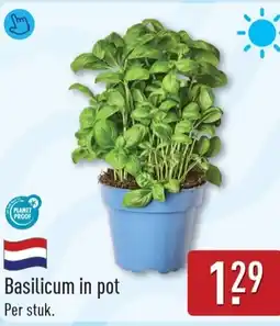 ALDI Basilicum in pot aanbieding