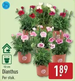 ALDI Dianthus aanbieding