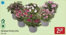 ALDI Geranium Pretty Little aanbieding