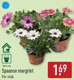 ALDI Spaanse margriet aanbieding
