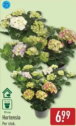 ALDI Hortensia aanbieding
