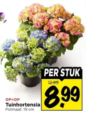 Vomar Voordeelmarkt Tuinhortensia aanbieding