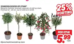 Dekamarkt ZOMERBLOEIERS OP STAM aanbieding
