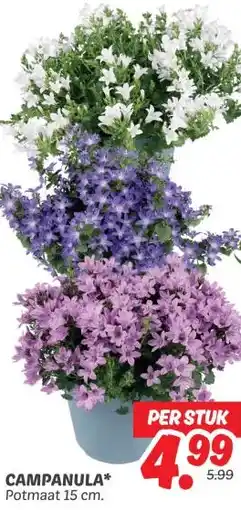 Dekamarkt CAMPANULA aanbieding