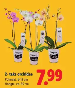 Lidl 2 Taks Orchidee aanbieding