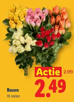 Lidl Rozen aanbieding