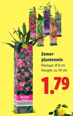Lidl Zomer Planten Mix aanbieding