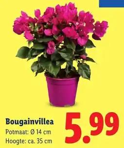 Lidl Bougainvillea aanbieding