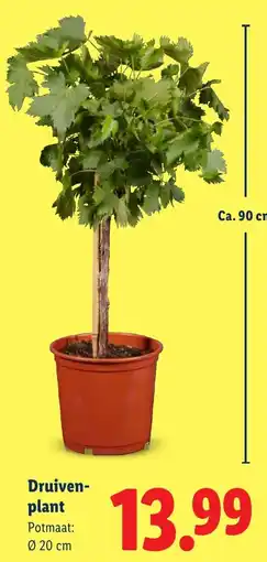 Lidl Druivenplant aanbieding