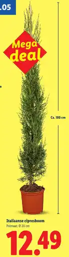 Lidl Italiaanse Cipresboom aanbieding